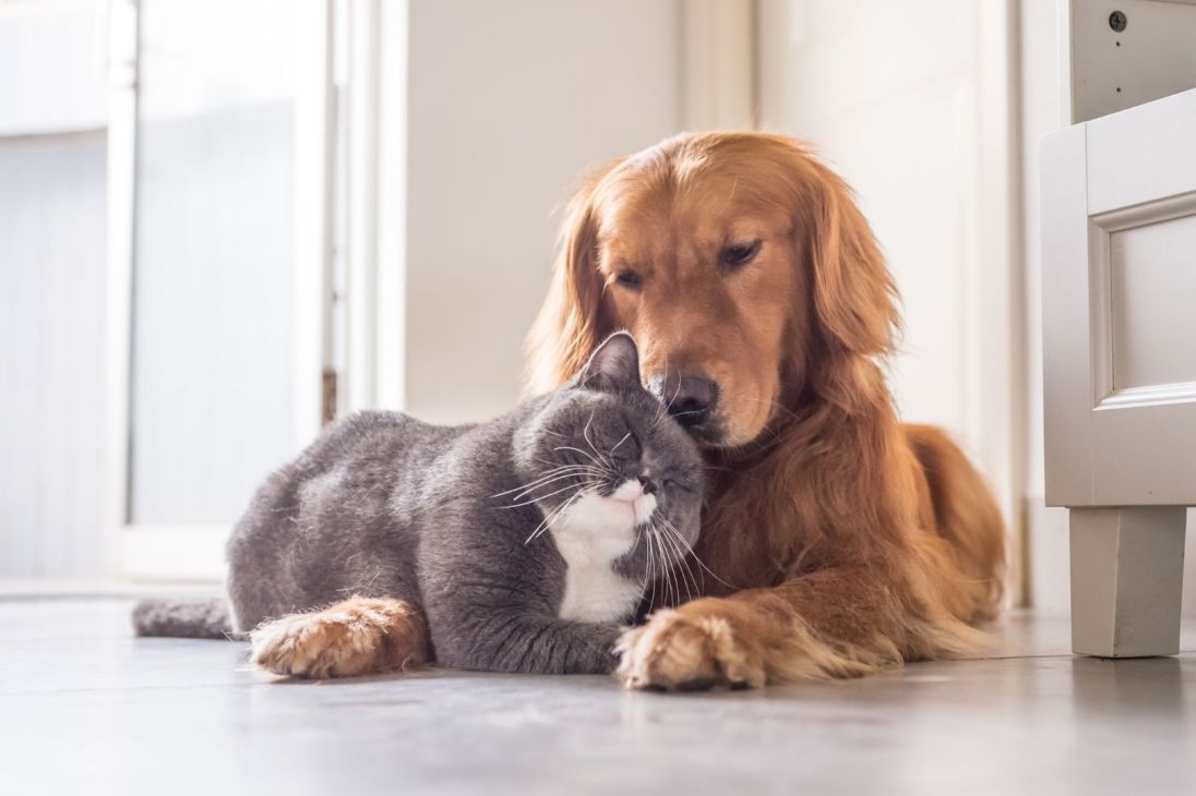 Pets_blog.jpeg